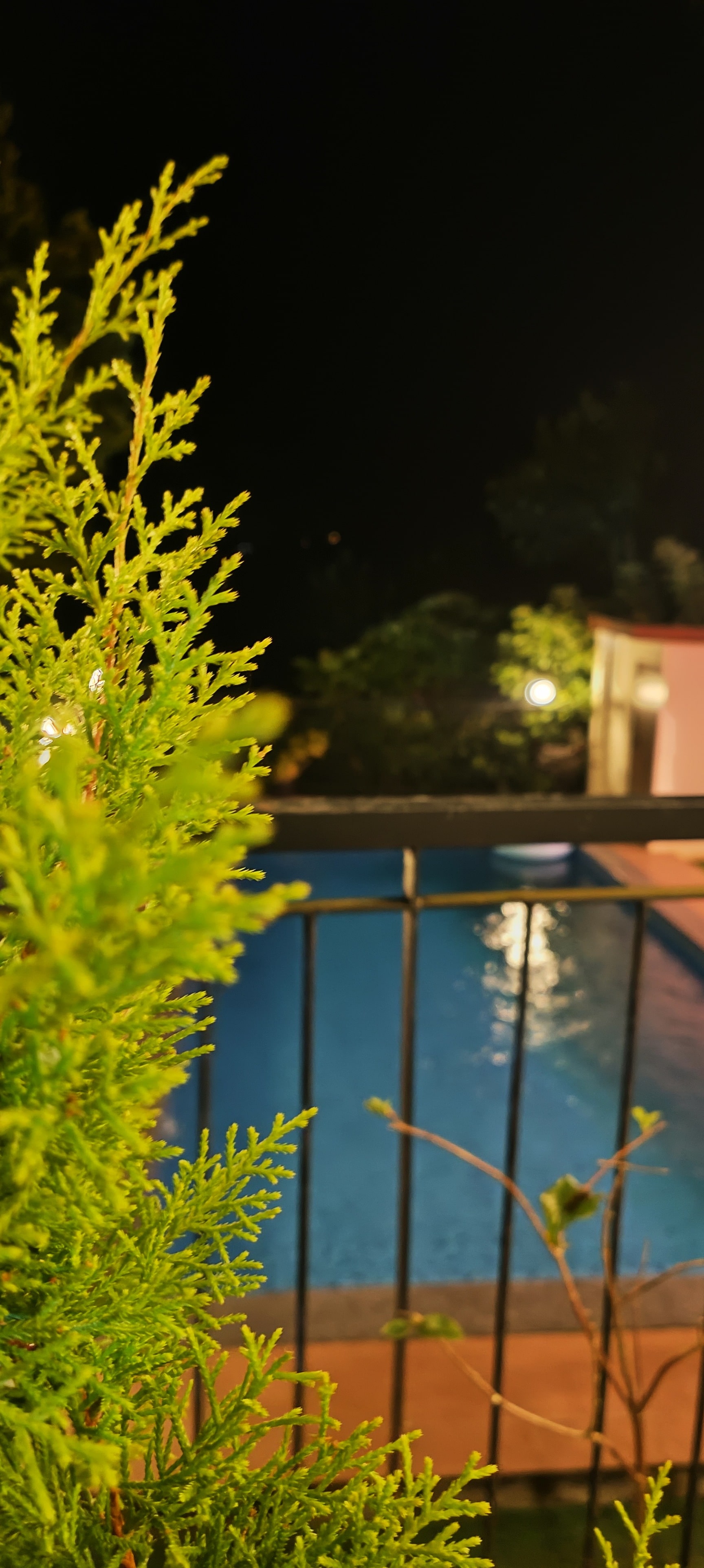 Night View of Pool with Foreground Foliage