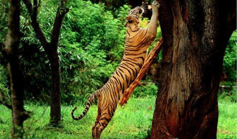 Tholpetty Wildlife Sanctuary